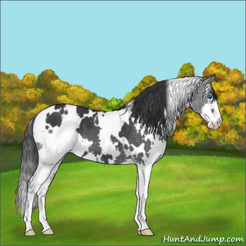 Horse Color:White Spotted Black Splash