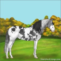 Horse Color:White Spotted Black Splash