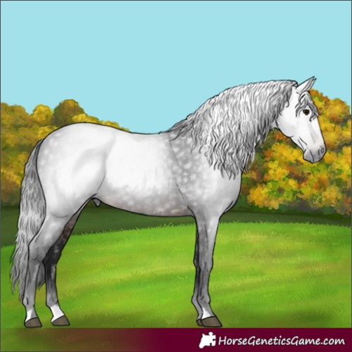 Horse Color:Gray Brown 