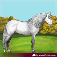 Horse Color:Gray Brown 