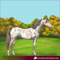 Horse Color:Amber Champagne Near Leopard 