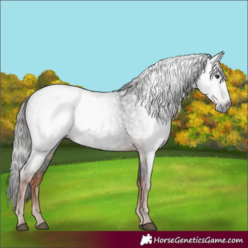 Horse Color:Gray Liver Red Roan 