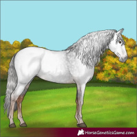 Horse Color:Gray Liver Red Roan