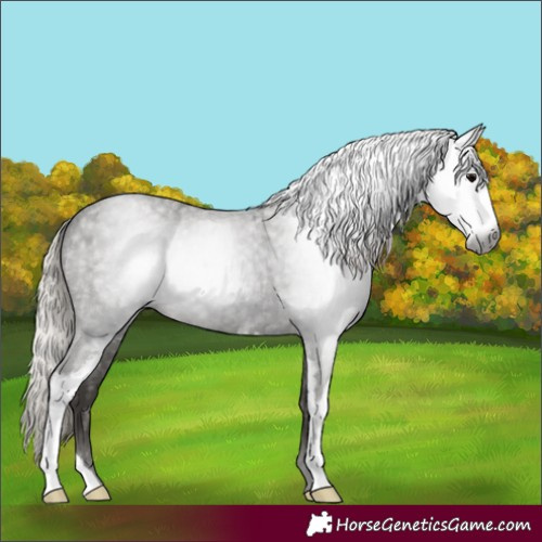 Horse Color:Gray Silver Blue Roan Sabino 