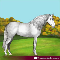 Horse Color:Gray Silver Blue Roan Sabino 