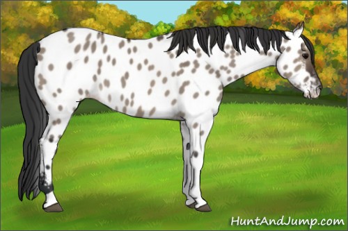 Horse Color:Brown Dun Tobiano Appaloosa 
