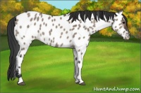 Horse Color:Brown Dun Tobiano Appaloosa 
