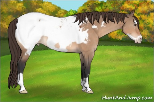 Horse Color:Bay Dun Frame Appaloosa 
