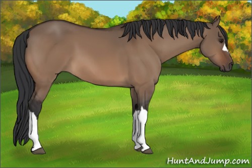 Horse Color:Brown Dun 