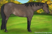 Horse Color:Brown Dun 
