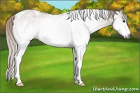 Horse Color:Gray White Spotted Silver Brown Dun Tobiano 