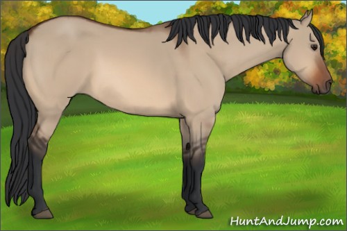 Horse Color:Brown Dun 