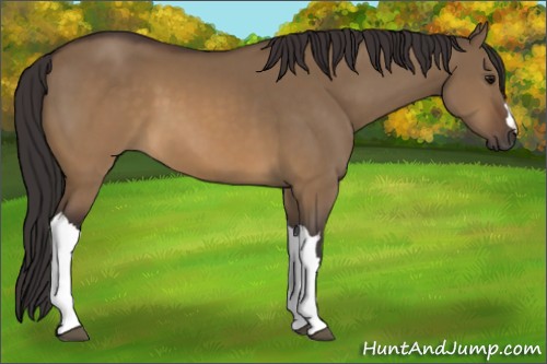 Horse Color:Buckskin Dun 