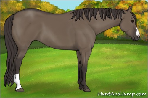 Horse Color:Smoky Grullo 