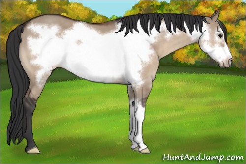 Horse Color:Bay Dun Frame 