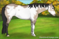 Horse Color:Bay Dun Frame 