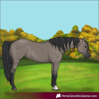 Horse Color:Grullo 