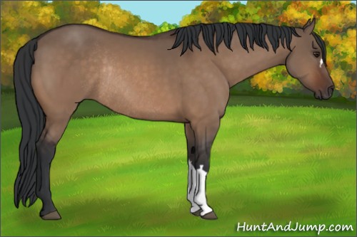 Horse Color:Brown Dun Rabicano 