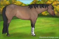 Horse Color:Brown Dun Rabicano 