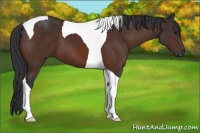 Horse Color:Brown Tobiano 
