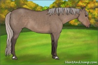 Horse Color:Silver Grullo 