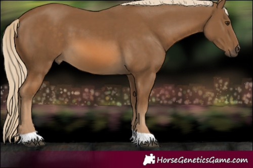 Horse Color:Chocolate Palomino 