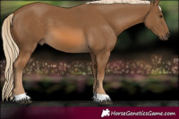 Horse Color:Chocolate Palomino 