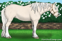 Horse Color:Cremello 