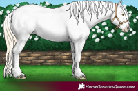 Horse Color:Palomino Blanket 
