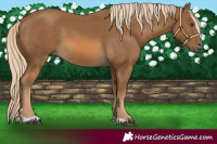 Horse Color:Chocolate Palomino 