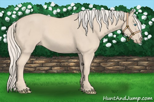 Horse Color:Cremello 