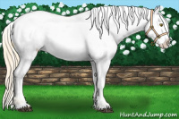 Horse Color:Palomino Appaloosa 