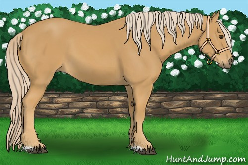 Horse Color:Palomino