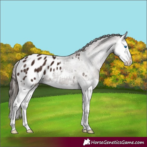 Horse Color:Liver Chestnut Splash Appaloosa 