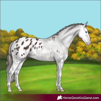 Horse Color:Liver Chestnut Splash Appaloosa 