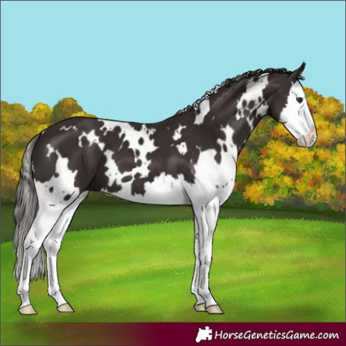Horse Color:White Spotted Liver Chestnut Splash