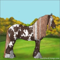 Horse Color:White Spotted Liver Chestnut 