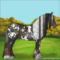 Horse Color:White Spotted Liver Chestnut 