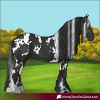Horse Color:White Spotted Liver Chestnut 