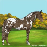 Horse Color:White Spotted Chocolate Palomino Blanket