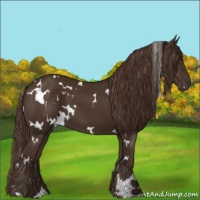 Horse Color:White Spotted Liver Chestnut 