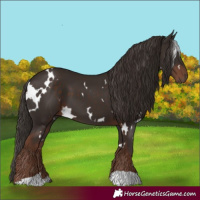 Horse Color:White Spotted Liver Chestnut