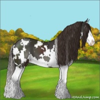 Horse Color:White Spotted Liver Chestnut Splash 