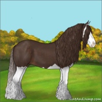 Horse Color:Liver Chestnut Splash 