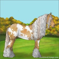 Horse Color:White Spotted Palomino