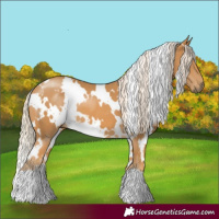 Horse Color:White Spotted Palomino 