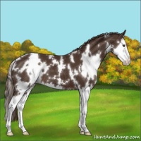 Horse Color:White Spotted Liver Chestnut Splash 