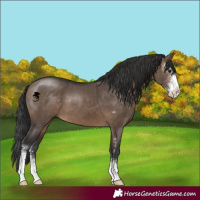 Horse Color:Brown Dun Sabino 