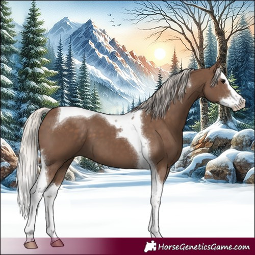 Horse Color:Silver Black Splash Tobiano 