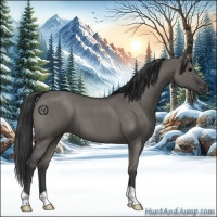 Horse Color:Grullo Roan 